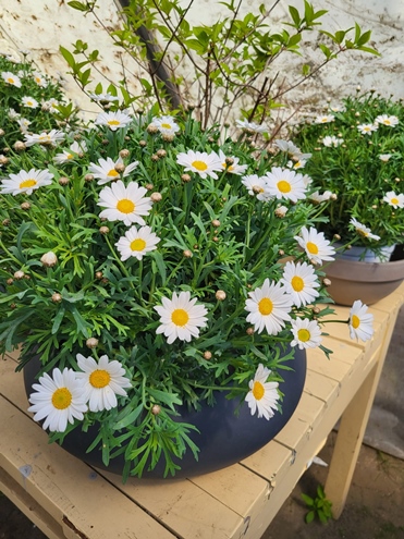 Sommerblumen Hannover